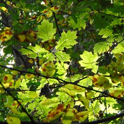 Quercus rubra (northern red oak)
